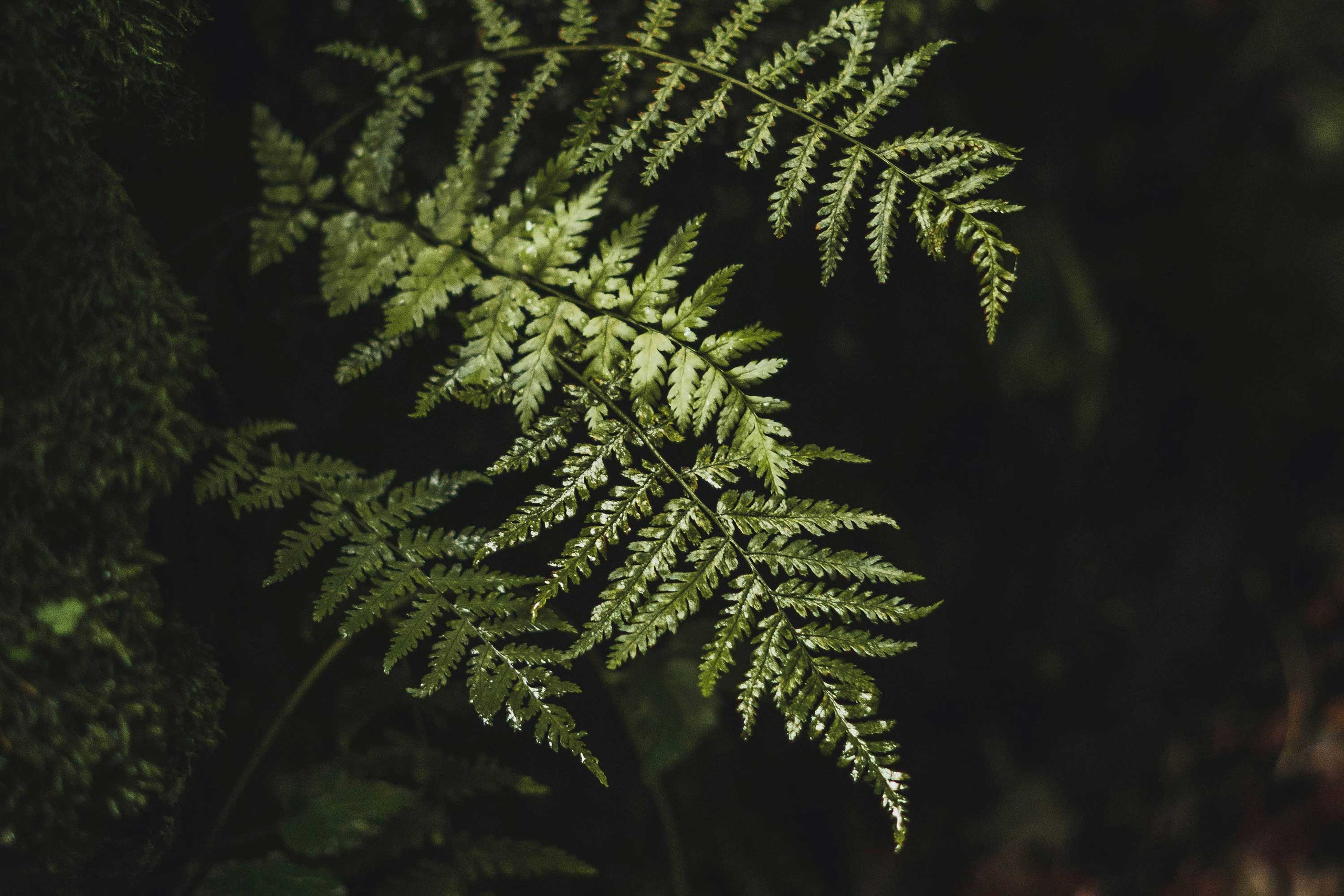 Polypodium leucotomos: The inside-out ingredient your skin routine will love
