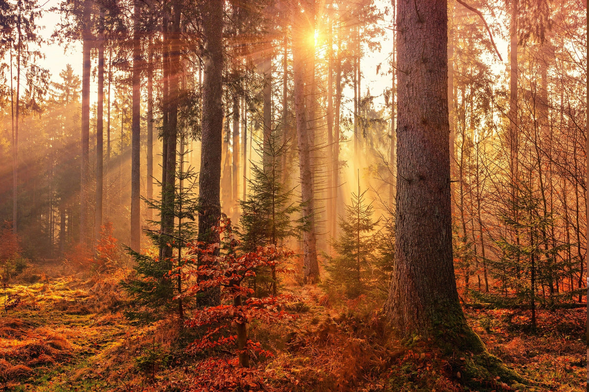 Can You Boost the Immune System? A Nutritionist's Guide to Immune Health