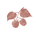 Raspberry